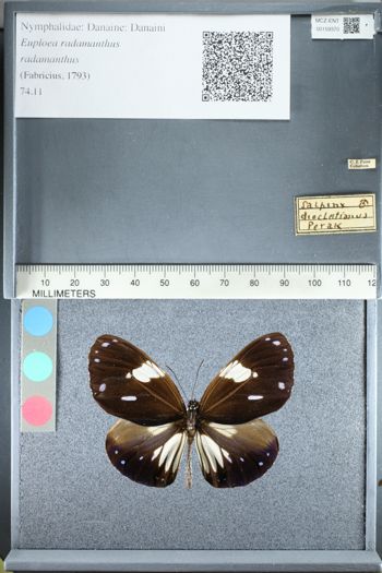 Media type: image;   Entomology 159370